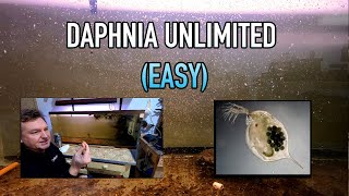 How I Raise Daphnia Water Fleas And You Can Too [upl. by Oza]