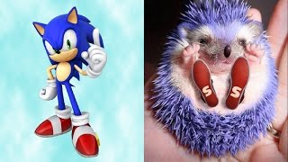 SONIC in REAL LIFE All Characters [upl. by Hedwig]