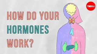 How do your hormones work  Emma Bryce [upl. by Anelav]