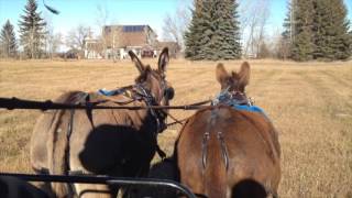 Carriage Driving Donkey Driving in Pairs [upl. by Aihseym]