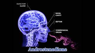 ANDROSTENEDIONE   Pheromones Like Effect  Increased Testosterone Anabolic Effect [upl. by Erminia306]