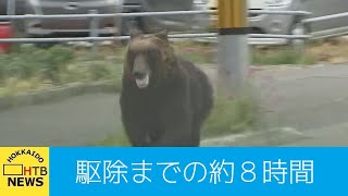 「後ろ見たらクマがバーっと来ていた…」札幌・東区の住宅街にクマ…通報から駆除までの約８時間 [upl. by Crista471]