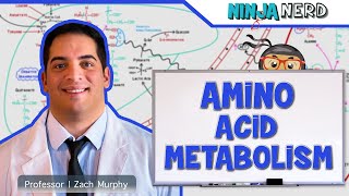 Metabolism  Amino Acid Metabolism [upl. by Acirem435]