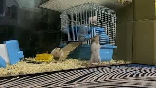 Hamster Makes Epic Escape From His Cage [upl. by Mastrianni187]