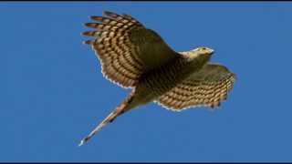 Sparrowhawk Bird Call Bird Song [upl. by Allehcim574]