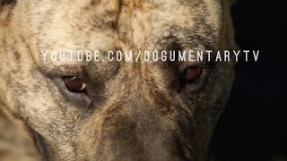 PRESA CANARIO THE CATCH DOG FROM THE CANARY ISLANDS [upl. by Aronoff]