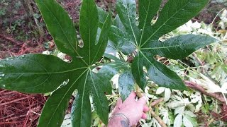 Growing Fatsia japonica from cuttings [upl. by Oakes407]