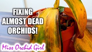 10 ways to almost destroy Orchids amp how to fix them [upl. by Vilberg]