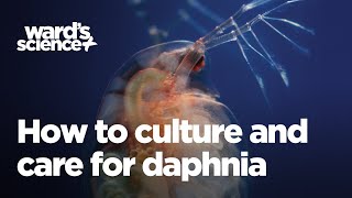 Caring and Culturing for Daphnia [upl. by Ruella987]