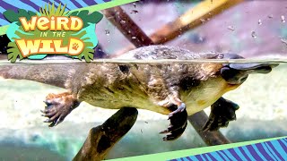 PLATYPUS The Weirdest Animal on Earth  WEIRD IN THE WILD [upl. by Heidt132]