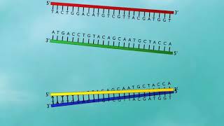 DNA Probe DNA hybridization HD Animation [upl. by Reece]