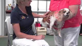 Therapy Dog Training and Test [upl. by Odraner]