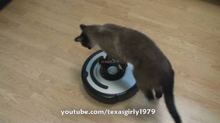 Cat shows HOW TO use iRobot Roomba Vacuum [upl. by Pepi]