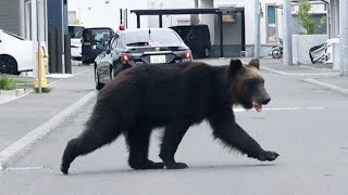 住宅街でクマに襲われ４人けが 札幌・東区 猟友会が駆除 [upl. by Notlehs]