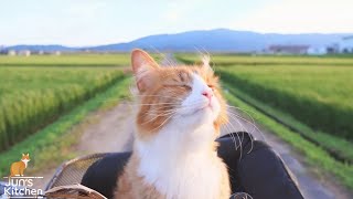 How I Trained My Cats [upl. by Niawtna]