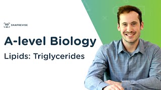 Lipids Triglycerides  Alevel Biology  OCR AQA Edexcel [upl. by Nagek]