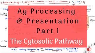 Antigen Processing and Presentation  Part I  The Cytosolic Pathway [upl. by Otrebliw]