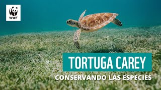 Tortugas Carey conservando las especies [upl. by Aynos]