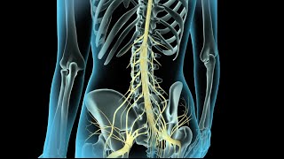 Epidural amp Spinal Anesthesia [upl. by Sarajane]