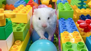 Hamster Escapes Room Maze OBSTACLE COURSE Prison Maze 5 [upl. by Aerua]