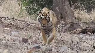 RANTHAMBHORE NATIONAL PARK RANTHAMBHORE [upl. by Drofnats]