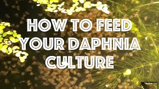 How To Feed Your Daphnia Culture [upl. by Aceissej]