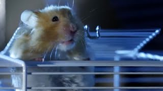 Hamster Escapes Cage  Pets Wild At Heart  BBC Earth [upl. by Urian]