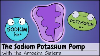 Sodium Potassium Pump [upl. by Pascia]