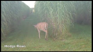 Maple River Farms  Miscanthus as Deer Habitat and Cover [upl. by Ferna]