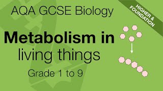 Metabolism for AQA 91 GCSE Biology and Trilogy Combined Science [upl. by Mathew953]