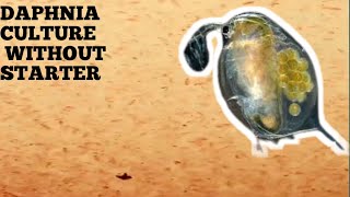 HOW TO CULTURE DAPHNIA NATURALLY WITHOUT A STARTER [upl. by Ynnahc]