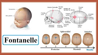 fontanelle [upl. by Otreblaug]