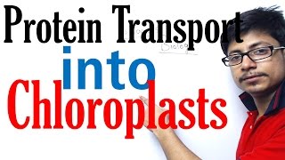 Protein transport into chloroplast [upl. by Smada]