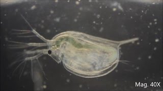 Daphnia magna under the Microscope [upl. by Nivloc]