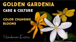 Golden Gardenia With Color Changing Flowers Gardenia carinata  Care and Culture [upl. by Clem]