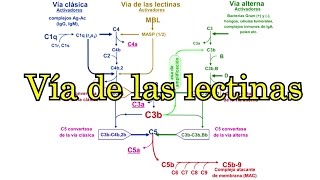 Vía de las lectinas del complemento activación [upl. by Earahc23]