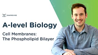 Cell Membranes The Phospholipid Bilayer  Alevel Biology  OCR AQA Edexcel [upl. by Vladamar]