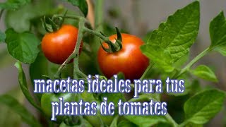 MACETA IDEAL PARA PLANTAS DE TOMATES [upl. by Seyler]