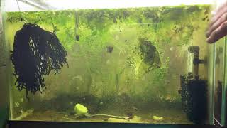 Scuds Daphnia Cherry Shrimp Copepods My aquatic food culture [upl. by Darach]