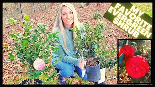 How To Grow Camellias  Camellia Japonica vs Sasanqua [upl. by Friend]