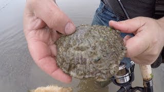 Foraging And Cooking Wild Oysters With Craig Evans [upl. by Anwadal]