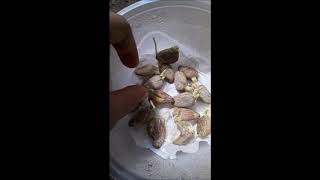 How to plant Rambutan from seed 16 days [upl. by Bulley211]