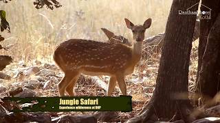 Ranthambhore Kothi  Official Video [upl. by Rhianna]