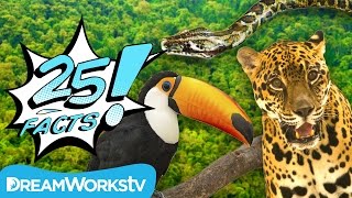 25 Facts About the AMAZON RAINFOREST  25 FACTS [upl. by Grubman]