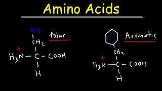 Introduction to Amino Acids [upl. by Assertal]