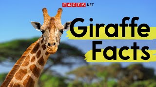 Amazing Giraffe Facts You Need To Know [upl. by Bullivant]