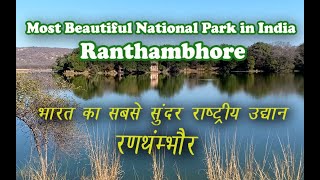 Ranthambore National Park Safari  The Complete Travel Guide [upl. by Niak618]