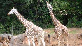 How Giraffes Mate and Why It Matters [upl. by Perr]