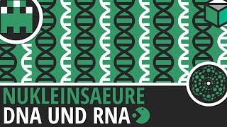 Nukleinsäuren DNA und RNA einfach erklärt│Biologie Lernvideo Learning Level Up [upl. by Trix450]