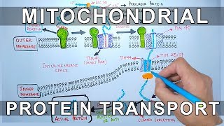 Protein Transport into Mitochondria [upl. by Uehttam]